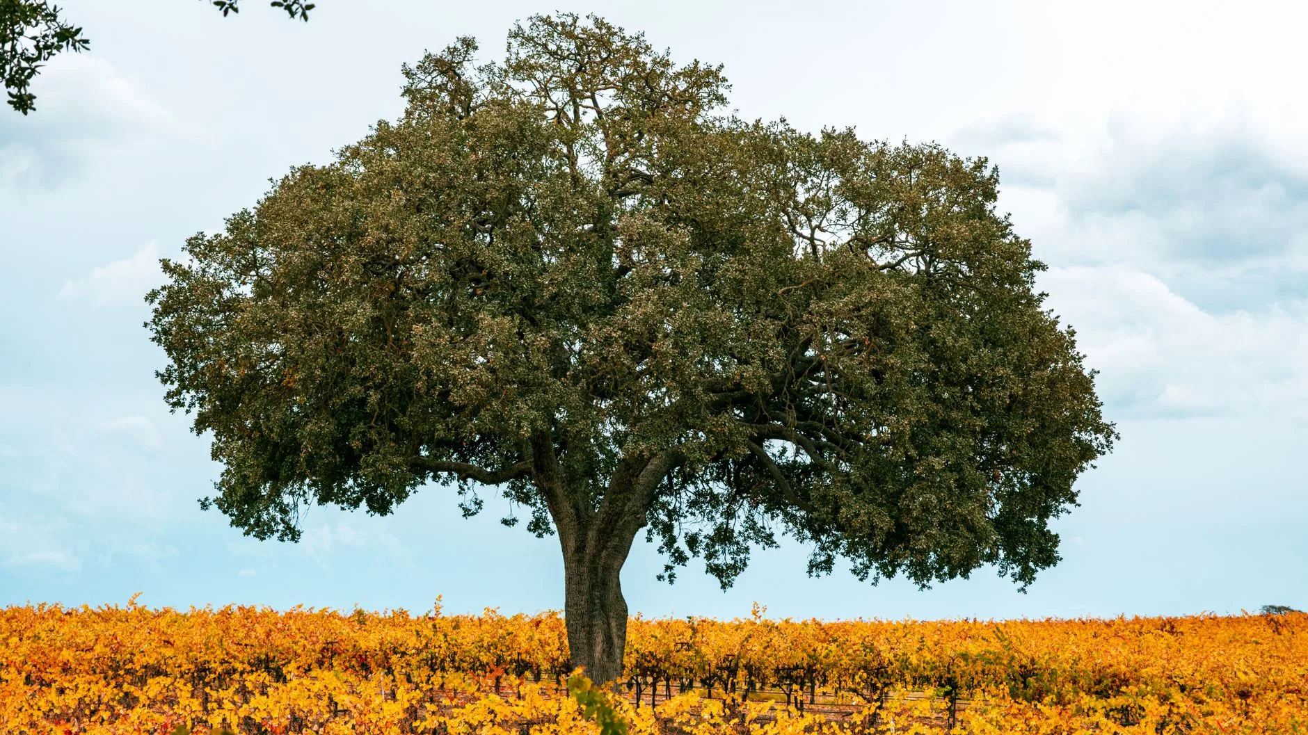 La campagne autour d'Évora : quintas, domaines et turismo rural