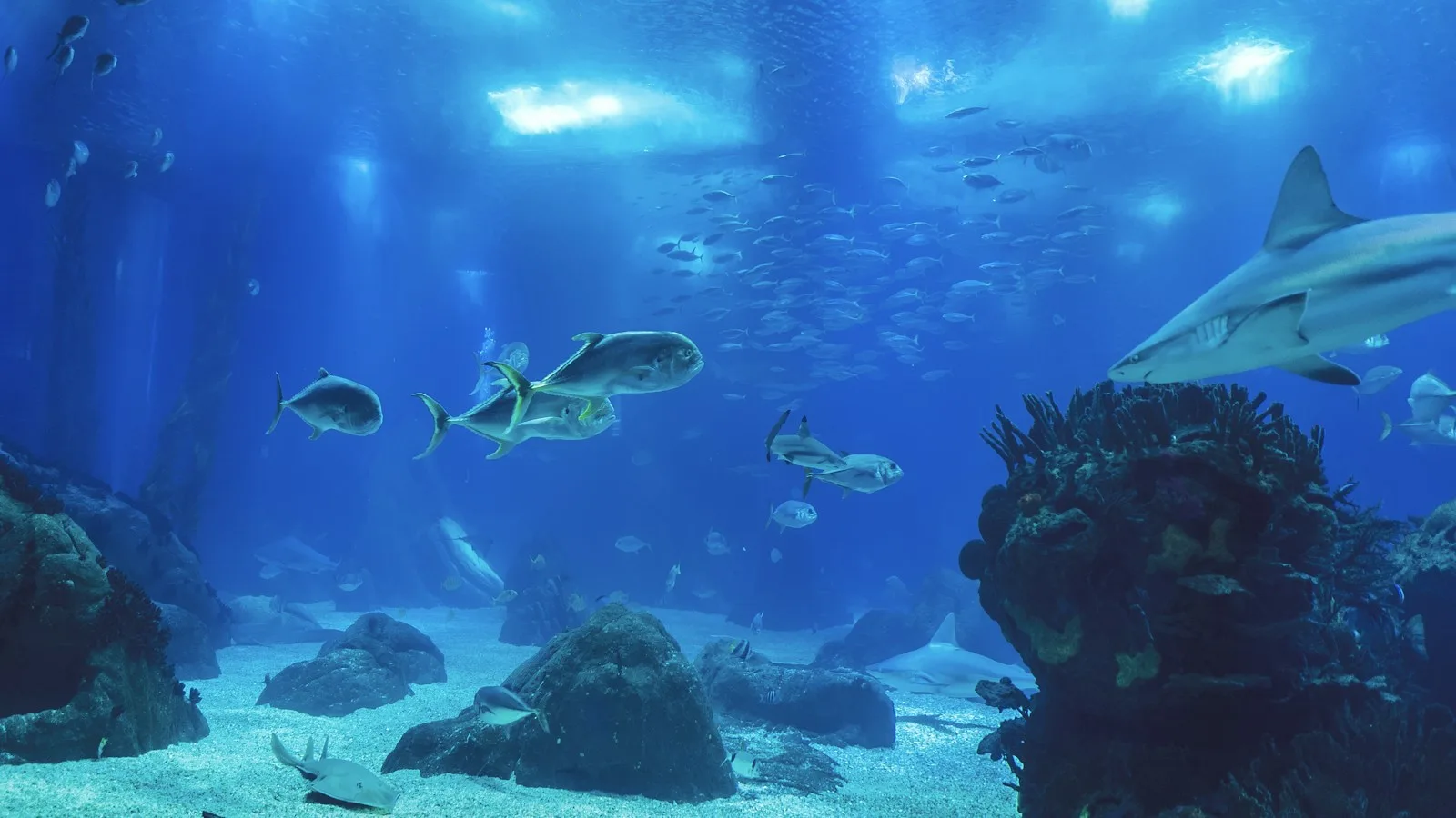 Lisbonne : l'aquarium, les sciences et les animaux