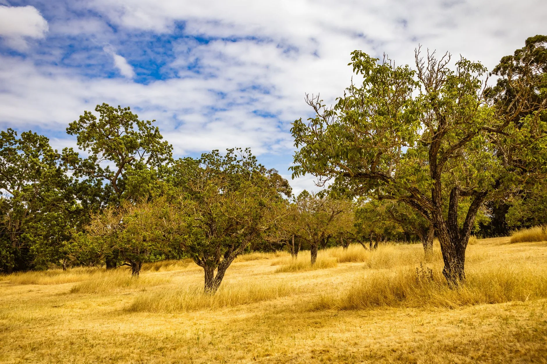 L'Alentejo : porc noir, fromages et pain