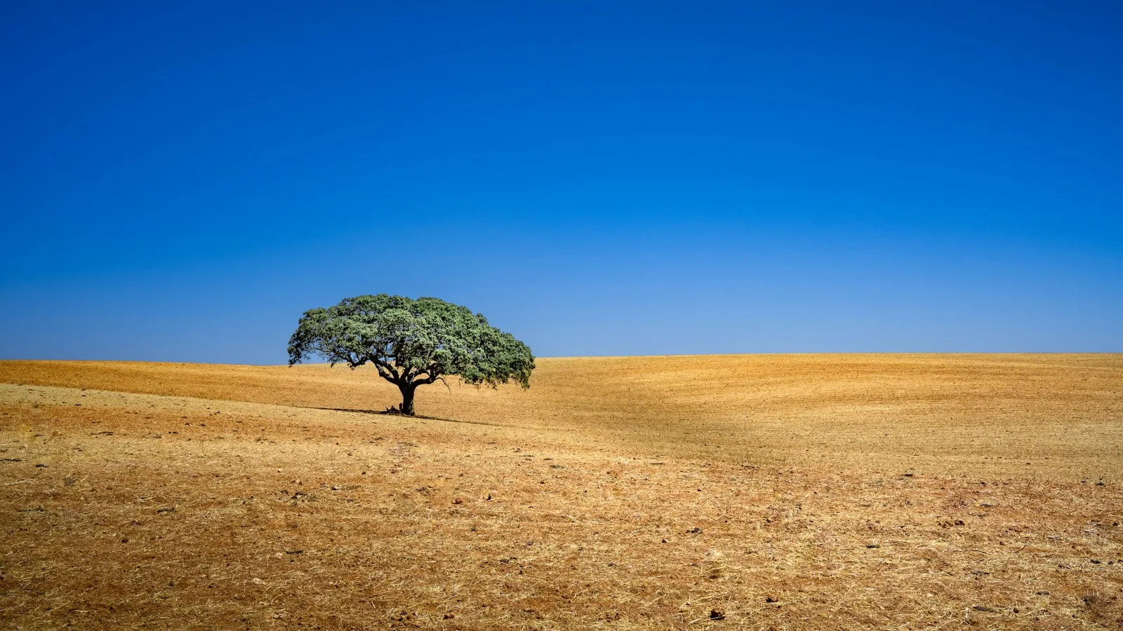 Paysage de plaine de l'Alentejo avec chênes-lièges et champs dorés