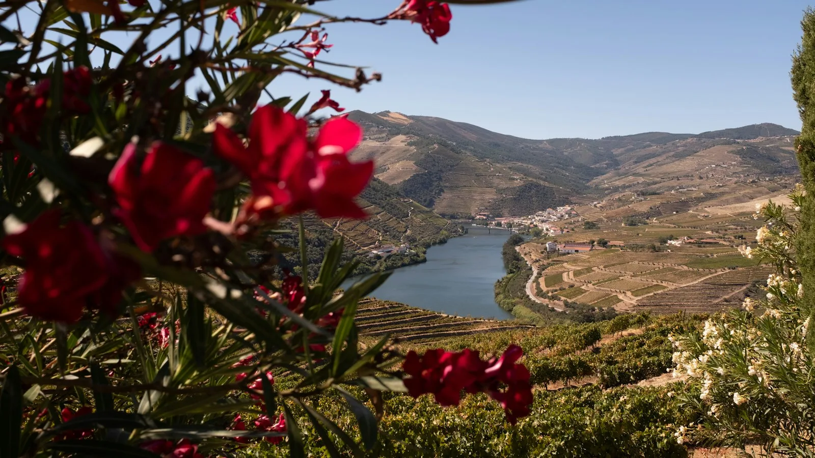 Vignobles en terrasses de la vallée du Douro au nord du Portugal