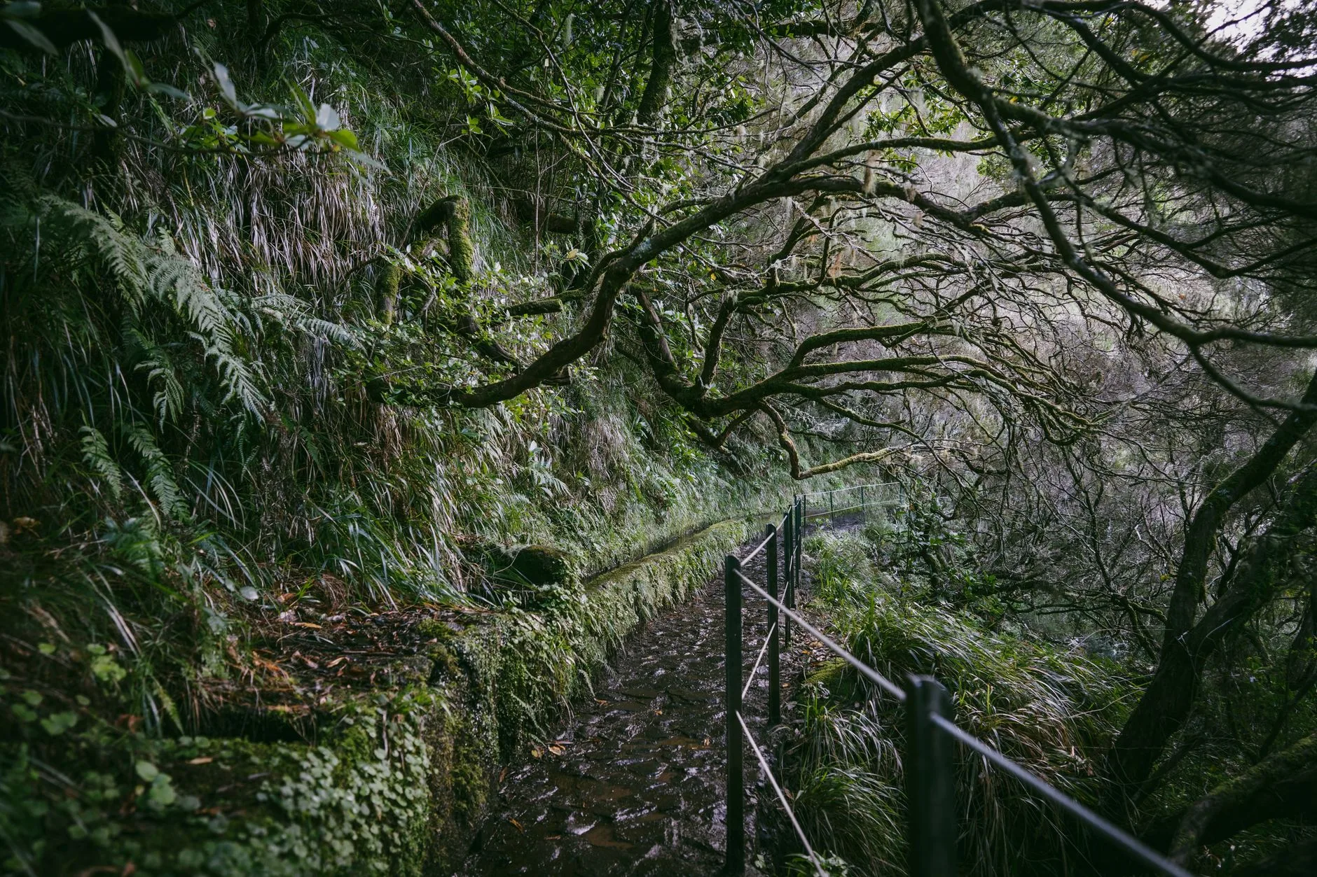 Levada das 25 Fontes : cascades et forêt laurifère à Rabaçal
