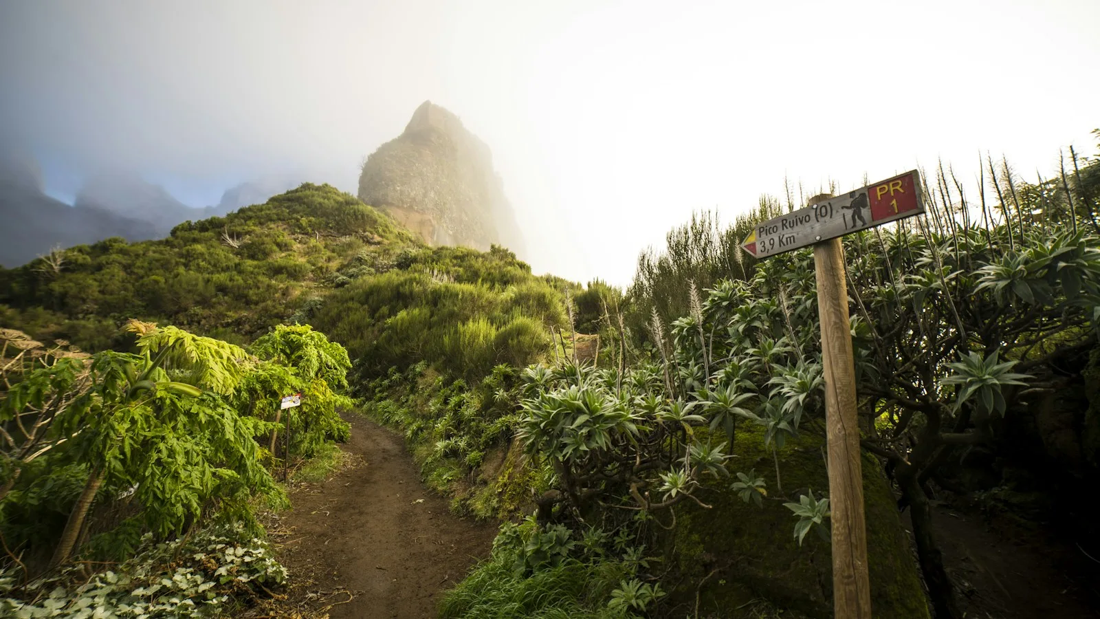 Sentier le long d'une levada bordée de végétation luxuriante à Madère